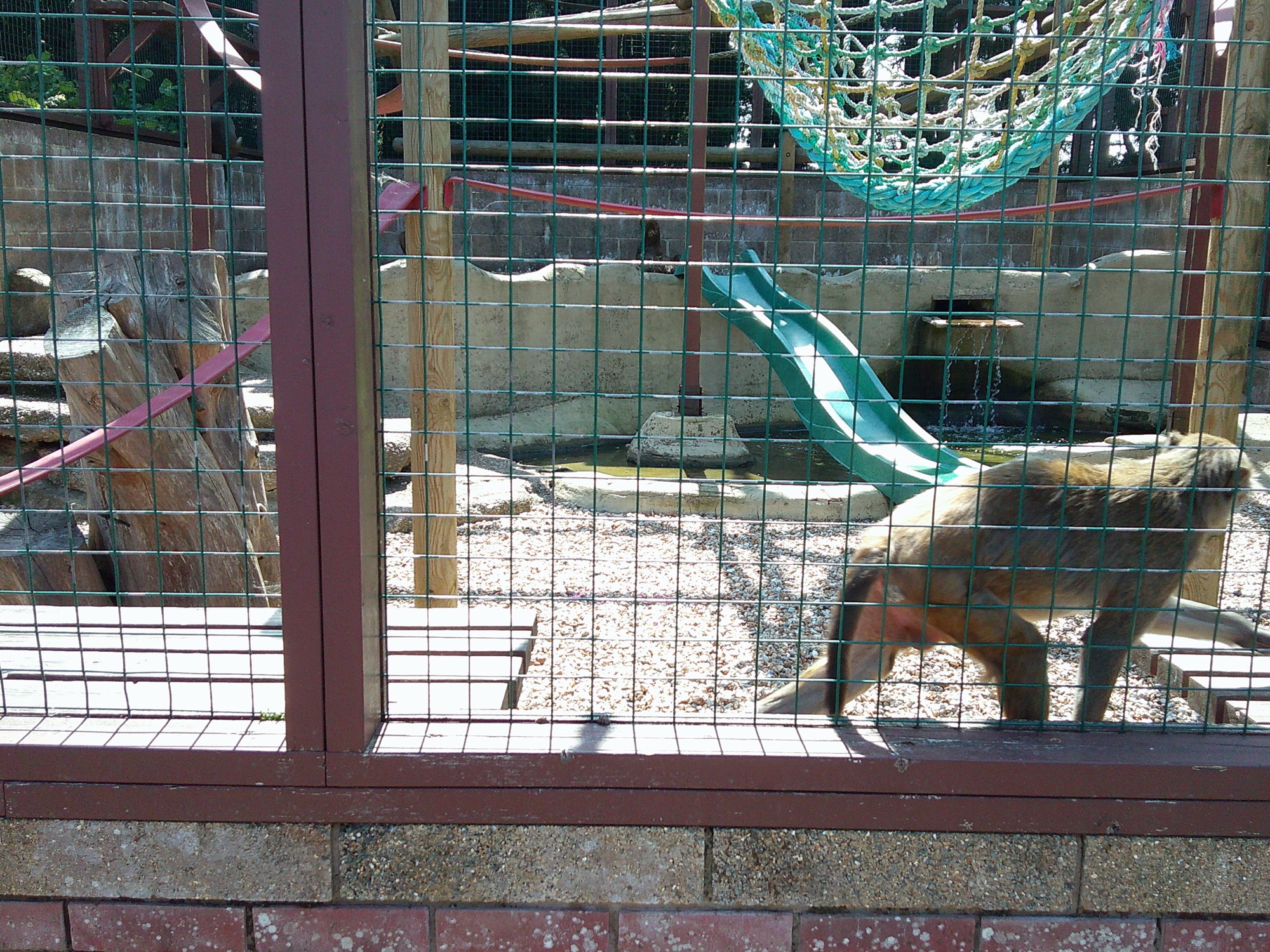 Monkey Haven, Day 1