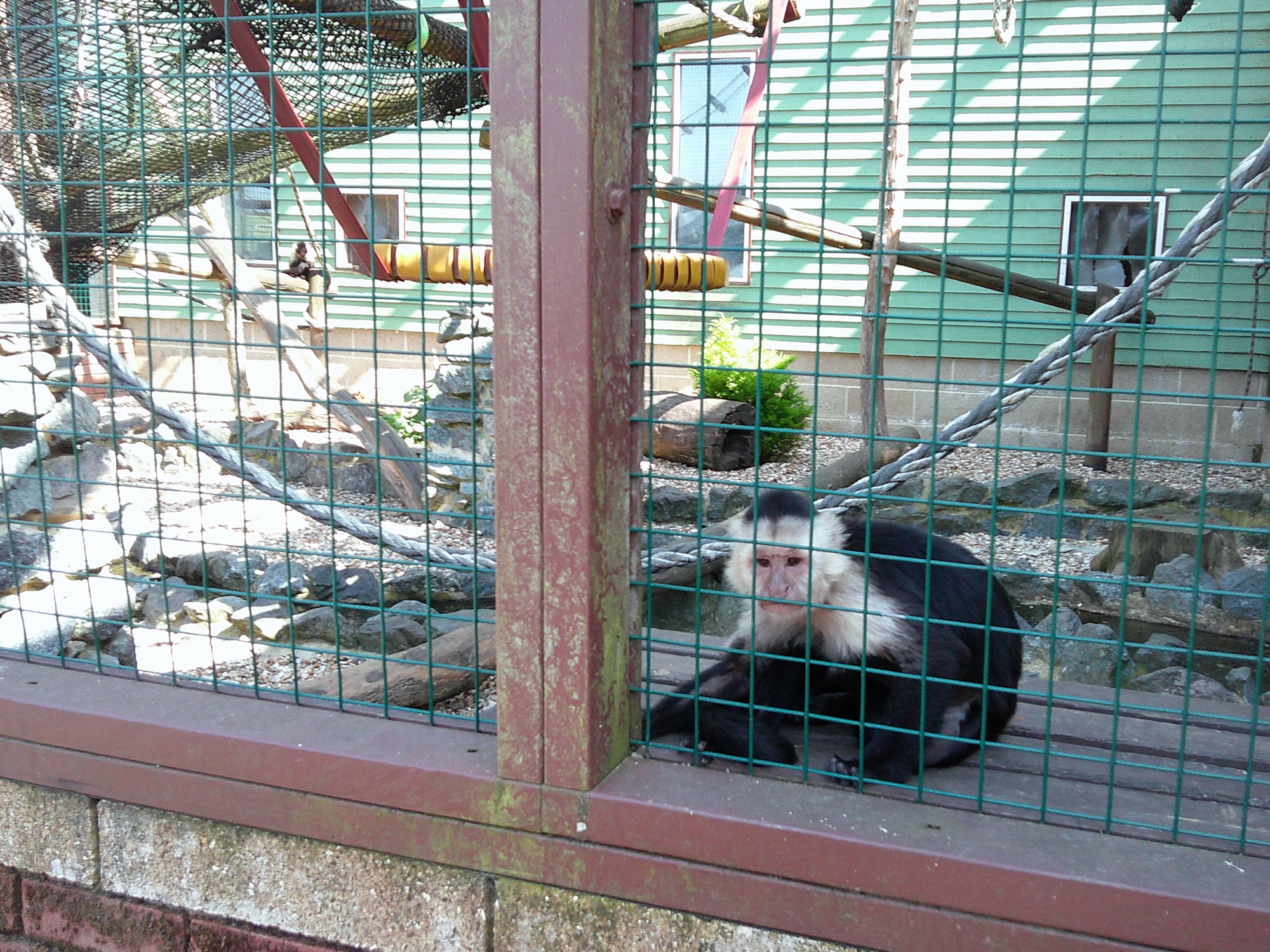 Animals at Monkey Haven