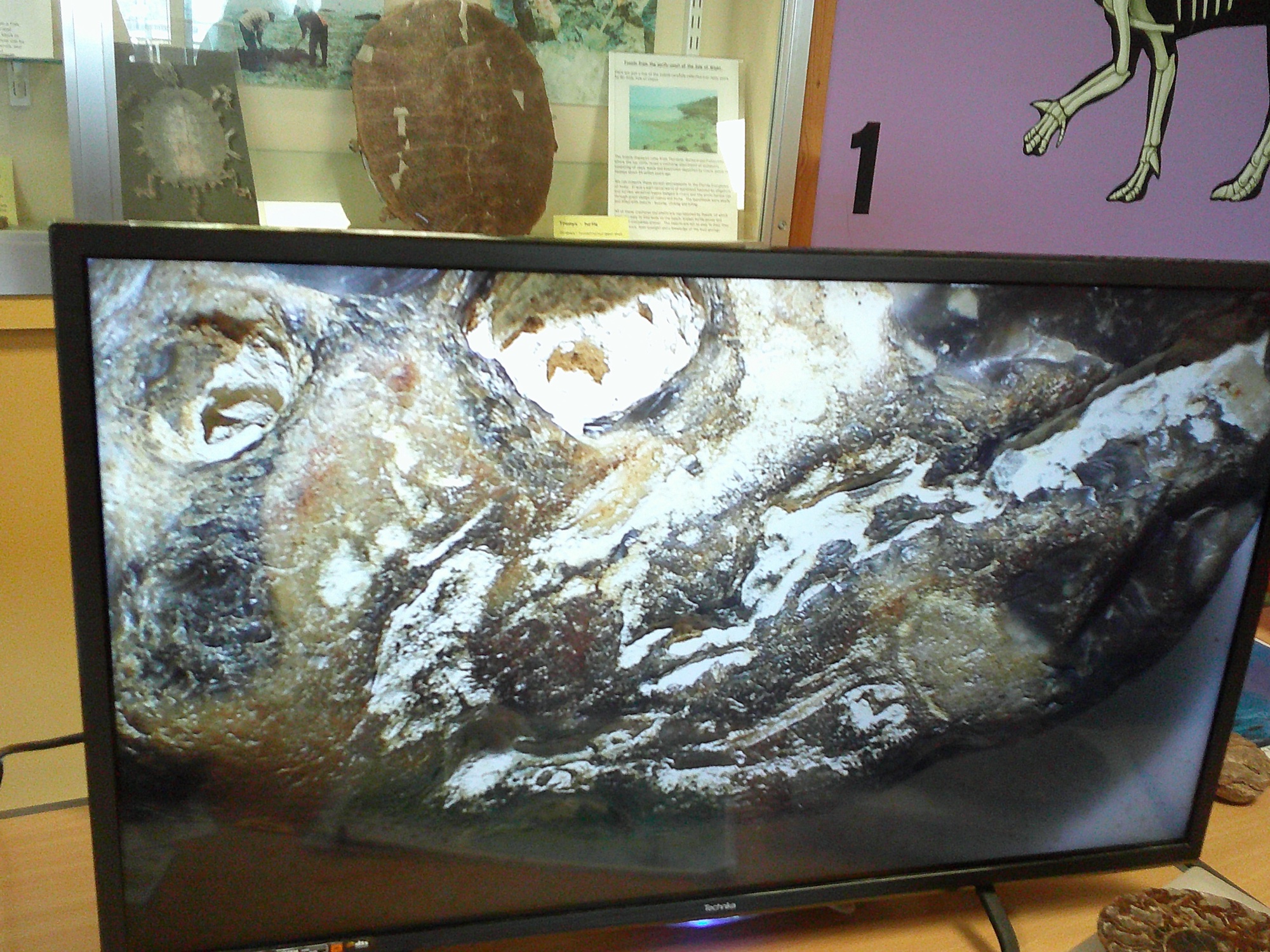 Hunting for fossils on the shore