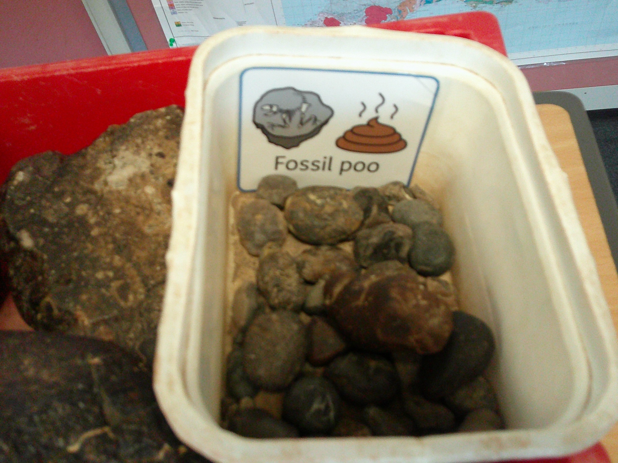 At the fossil museum