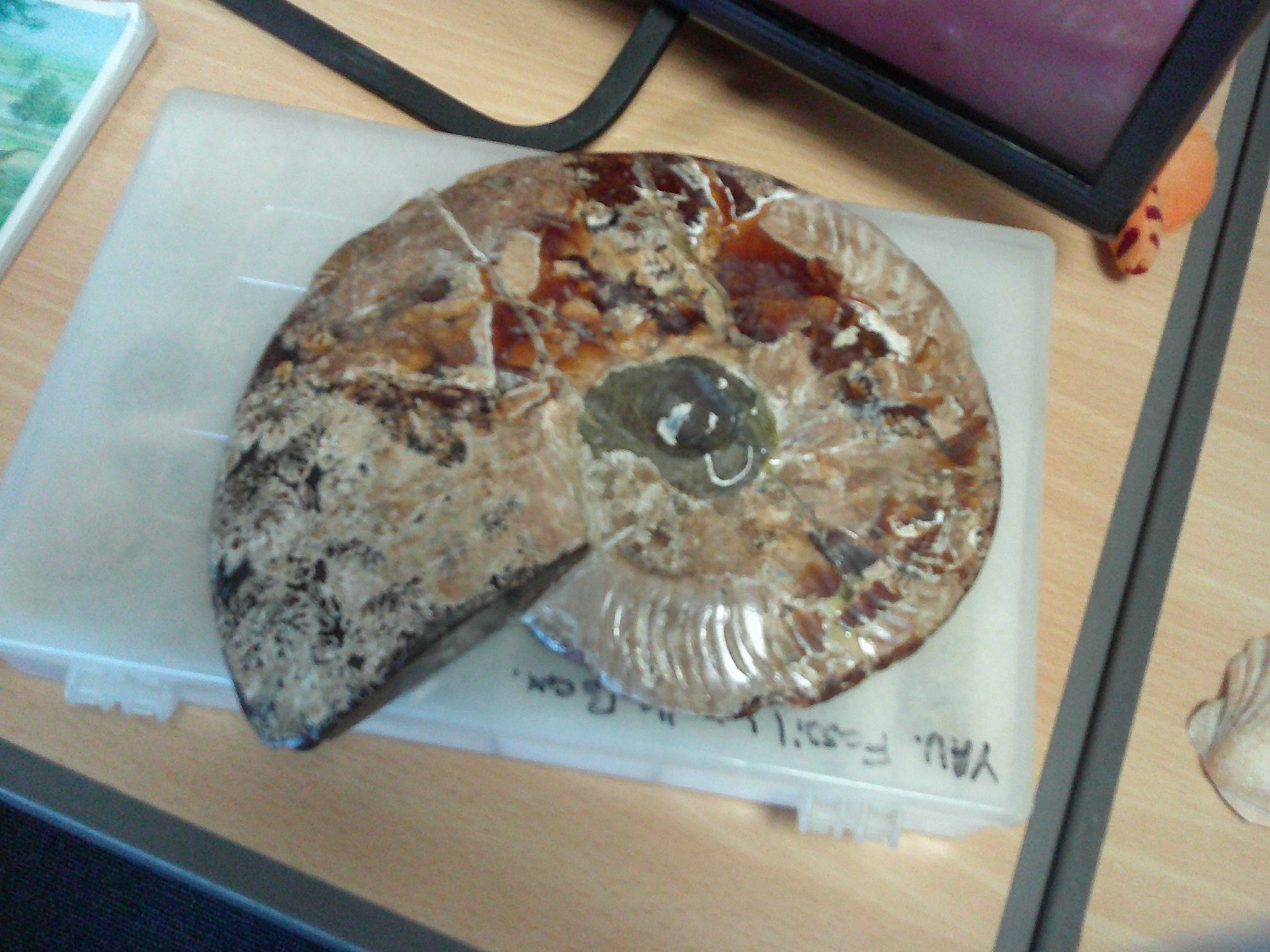 Fossils from long ago