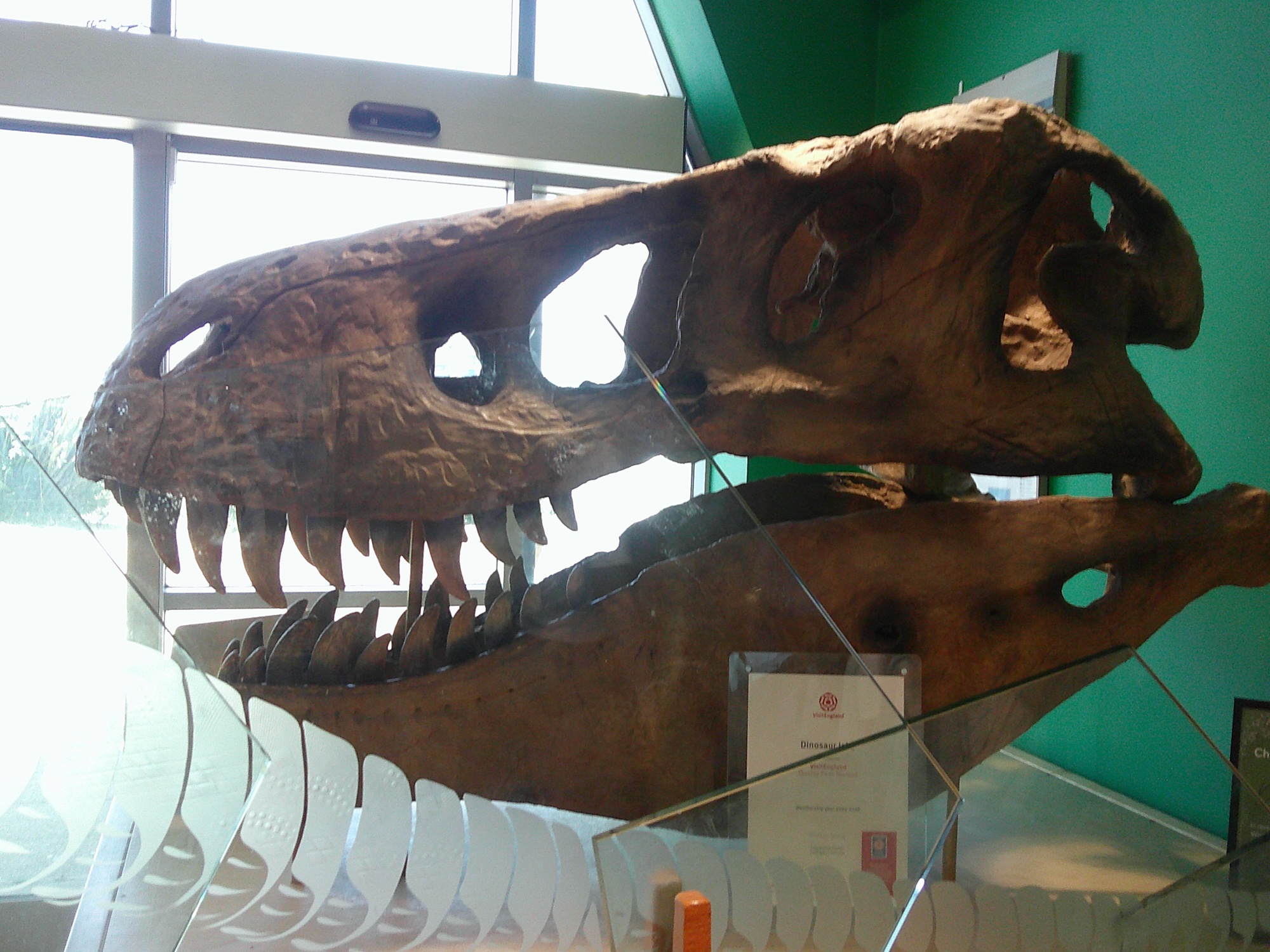 Exploring the fossil museum